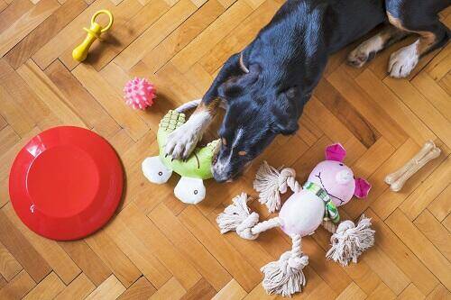 Immagine: Cane d'affezione