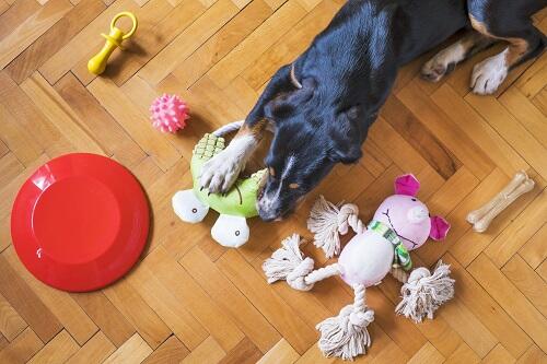 Immagine: Cane d'affezione